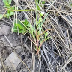 Narrow-leaved Montia thumbnail 1