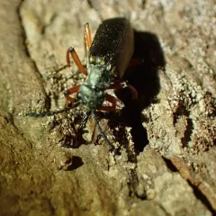 Brassy Blister Beetle thumbnail 4
