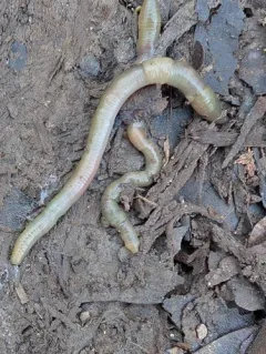 Green Worm thumbnail 2