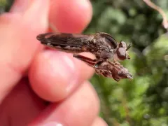 Nicocles canadensis thumbnail 4