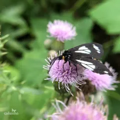 Police Car Moth thumbnail 4