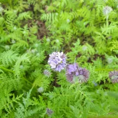 Lacy phacelia thumbnail 4