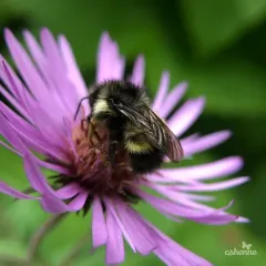 Yellow-fronted Bumble Bee thumbnail 4