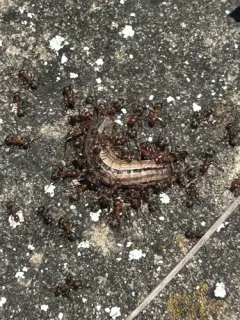 Formica querquetulana thumbnail 2