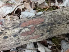 rusty woodwart thumbnail 1