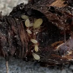 Dandelion Root Aphid thumbnail 4