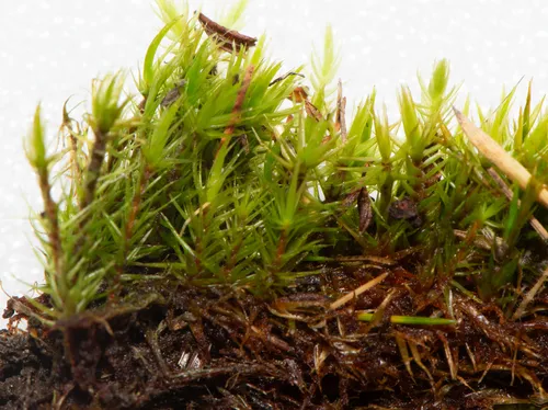 Crisped Fork-moss