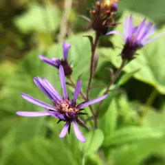 Great Northern Aster thumbnail 2