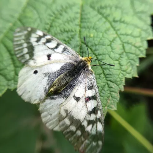 Clodius Parnassian