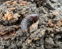 Platydracus zonatus thumbnail 4