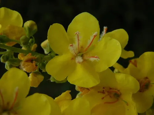 White Mullein