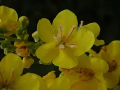 White Mullein thumbnail 1