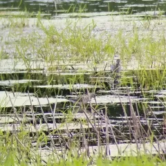 Stilt Sandpiper thumbnail 1