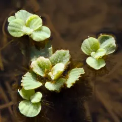 Water Lettuce thumbnail 4