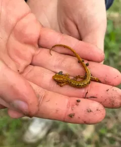 Long-tailed Salamander thumbnail 3