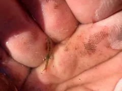 Ethologist Fairy Shrimp thumbnail 3