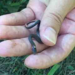 Red-bellied Snake thumbnail 2