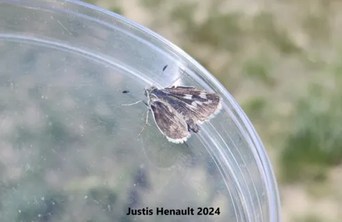 Rhesus Skipper