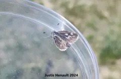 Rhesus Skipper thumbnail 1