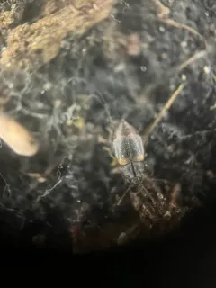 Megarthrus pictus thumbnail 4