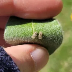 Corythucha salicata thumbnail 1