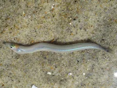 American Sand Lance thumbnail 3