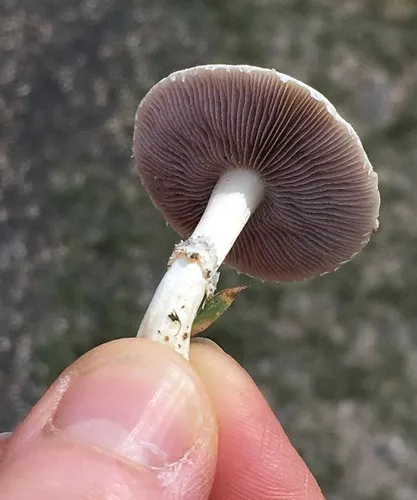 Stropharia melanosperma