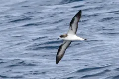 Hawaiian Petrel thumbnail 2