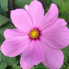 garden cosmos thumbnail 2