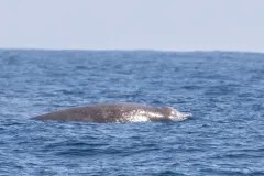 Baird's Beaked Whale thumbnail 4