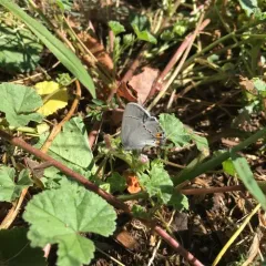 Gray Hairstreak thumbnail 3