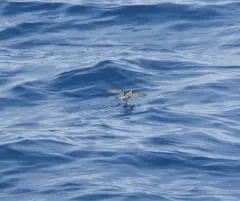 Fork-tailed Storm-Petrel thumbnail 2