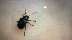 Paria thoracica thumbnail 3