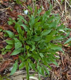 Pacific willow dock thumbnail 4