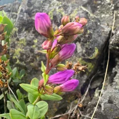 Barrett's Beardtongue thumbnail 4