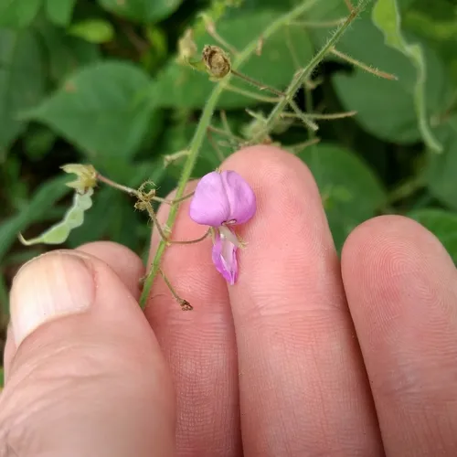 hoary tick-trefoil