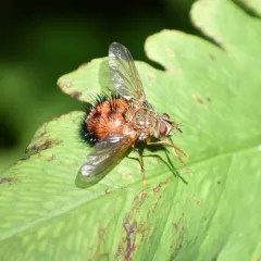 Hystricia abrupta thumbnail 4