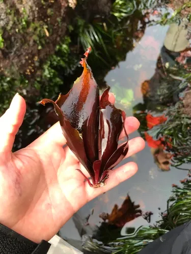 Chondracanthus corymbiferus