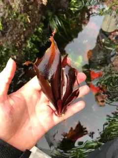 Chondracanthus corymbiferus thumbnail 1