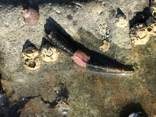 Cistenides brevicoma