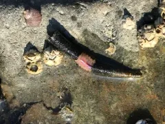 Cistenides brevicoma thumbnail 1