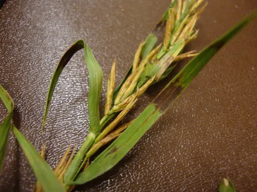 Physoderma dulichii