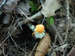 Entoloma salmoneum thumbnail 4