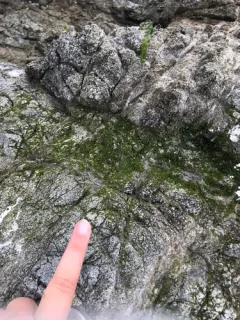 Prasiola crispa thumbnail 1
