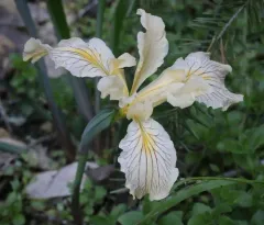 Siskiyou iris thumbnail 4