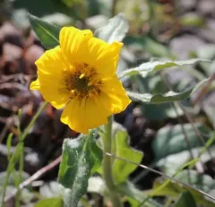 serpentine arnica thumbnail 3