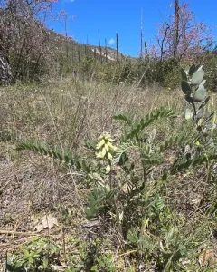 western necklace-pod thumbnail 3