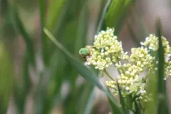 Honey-tailed Striped Sweat Bee thumbnail 3