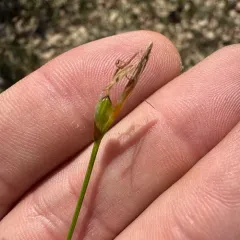 Geyer's sedge thumbnail 4