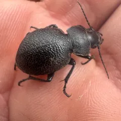 Calosoma luxatum thumbnail 3